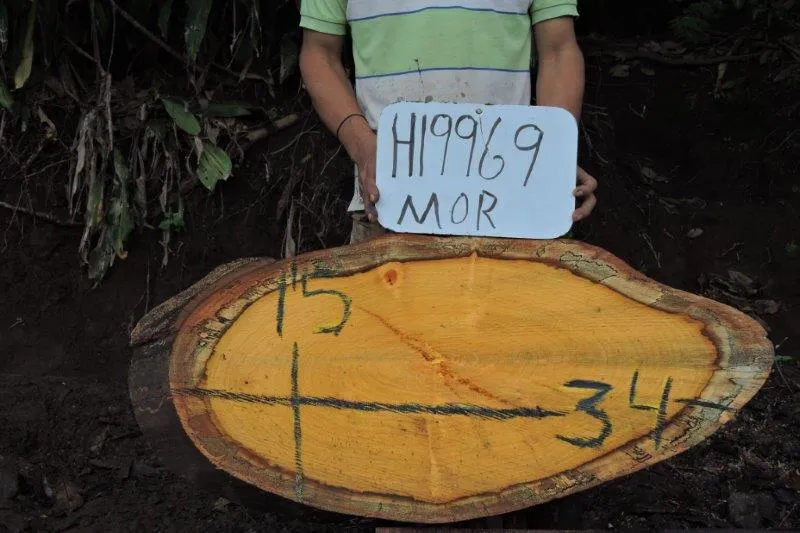 Slab LH19969MOR