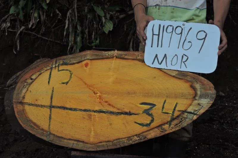 Slab LH19969MOR